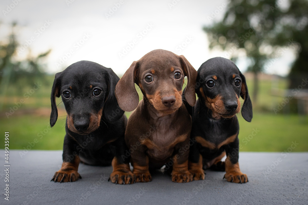 Three little and cute puppies dachshund 