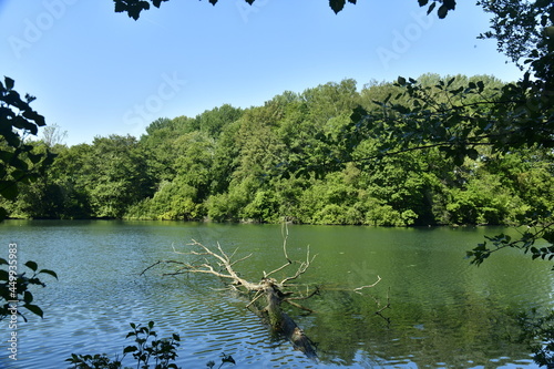 L'arbre mort gisant dans le Grand Etangs des Clabots en pleine forêt de Soignes à Auderghem  photo