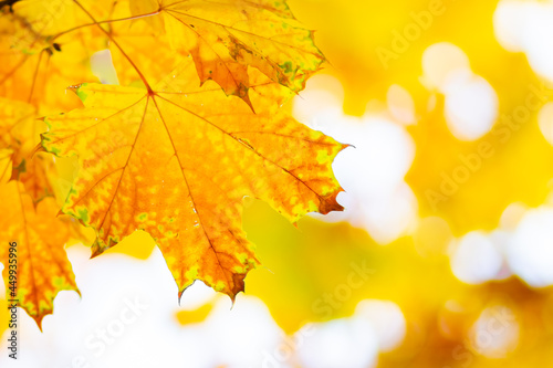 Yellow maple. Maple leaves on a blurred background. Autumn background. Copy space