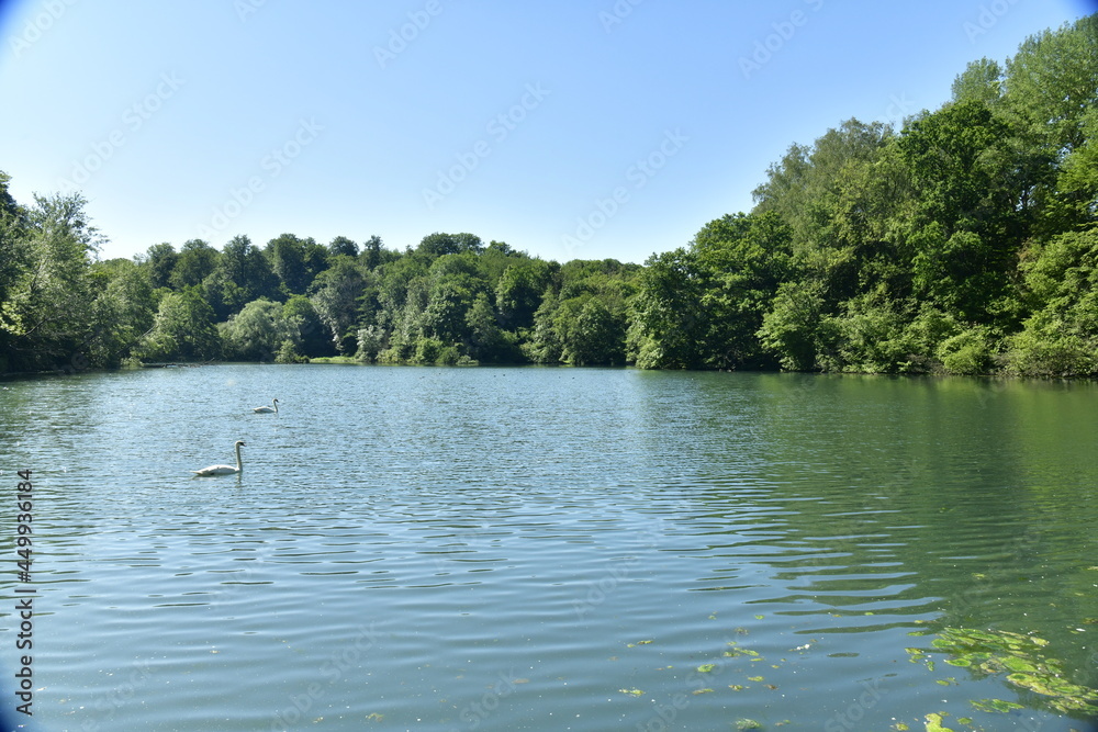 Le Grand Etang des Clabots en plein coeur de la forêt de Soignes à Auderghem Le Grand Etang des Clabots en plein coeur de la forêt de Soignes à Auderghem