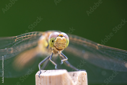 Fotografija The vagrant darter (Sympetrum vulgatum)