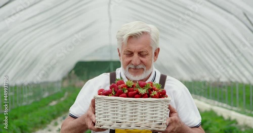 Front view of adult man inhaling smell fresh picking strawberries and enjoying process harvesting berries in modern greenhouse. Concept of enjoying fresh red and ripe strawberries.