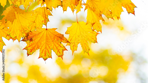 Background autumn leaves. Falling Autumn Maple Leaves Natural Background. Autumn yellow leaves as nature background. Fall season