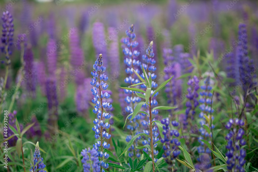 Obraz premium lupine field with pink purple and blue flowers