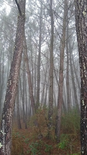 Morning Mist in the Forest 