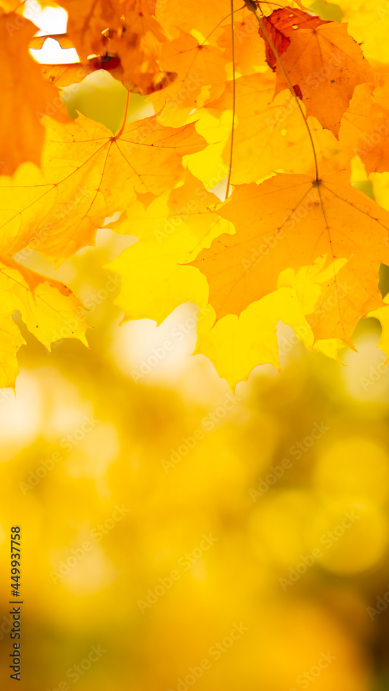 Fototapeta premium Maple leaves on branch. Colorful autumn maple leaves on a tree branch background. Fall background. Beautiful nature scene