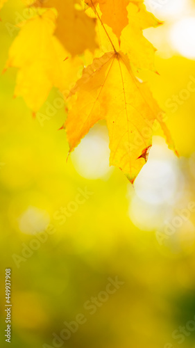 Maple leaves on branch. Colorful autumn maple leaves on a tree branch background. Fall background. Beautiful nature scene