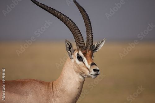 Beautiful close up of the head and horns of a Grants Gazelle in Africa 