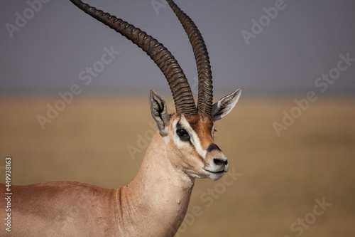 Photography Beautiful close up of the head and horns of a Grants Gazelle in Africa