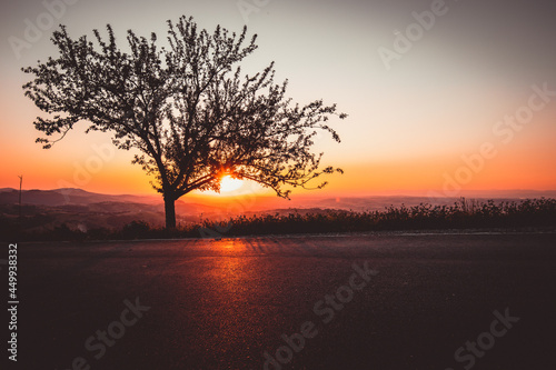 Beautiful sunset with tree on a hill