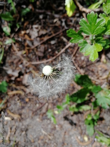 dandelion in the garden