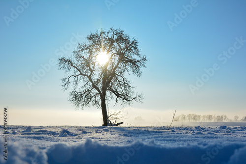 Sunrise behind a tree with lots of snow and blue sky