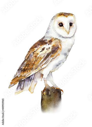  Watercolor image of an owl. The barn owl is white. Print for children's publications, postcards. © svistoplas