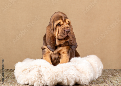 Cute brown bloodhound puppy sitting on a fur rug photo