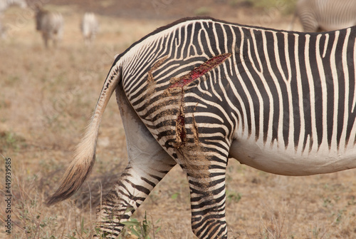 Grevy Zebra with a huge gash wound from a recent lion attack