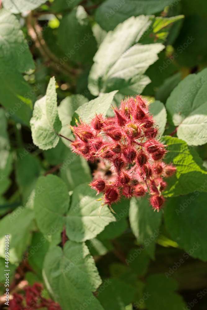 Japanese grape, Rubus phoenicolasius, flowers and first berries Japanese grape, Rubus phoenicolasius, flowers and first berries