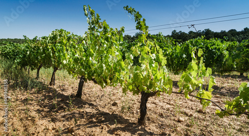 Close-up of a row of vineyards in the Ribera del Duero region of Castilla.