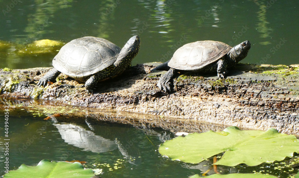 Fototapeta premium Two European pond turtles sitting on a tree trunk and their reflections in the green water. Other names of this turtle are: Emys orbicularis, European pond terrapin or European pond tortoise. 