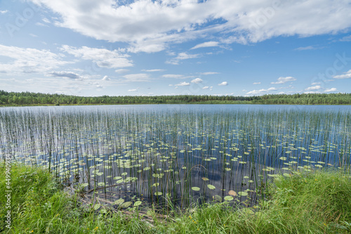Swamp lake in Teirumnieki Bog Trail (Rezekne) in Lubana Wetland Complex. Bright green peat moss, leaves of water plants and reed. Blue sky with white clouds over it. Panoramic landscape. 