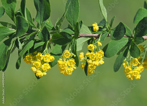Foto Yellow flowers of European barberry shrub, Berberis vulgaris