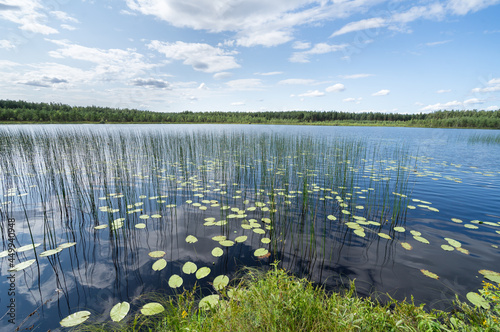 Swamp lake in Teirumnieki Bog Trail (Rezekne) in Lubana Wetland Complex. Bright green peat moss, leaves of water plants and reed. Blue sky with white clouds over it. Panoramic landscape.  photo