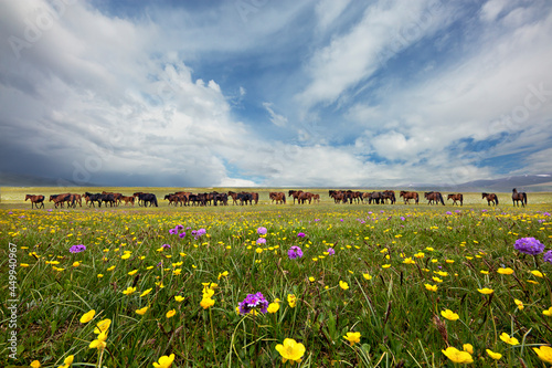 Horses and wild flowers in Assy Plateau where the nomads spend the summer  near Almaty  Kazakhstan