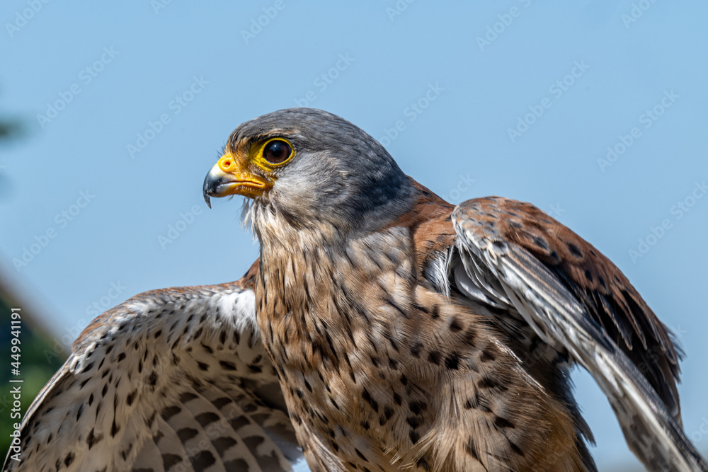 Common Kestrel