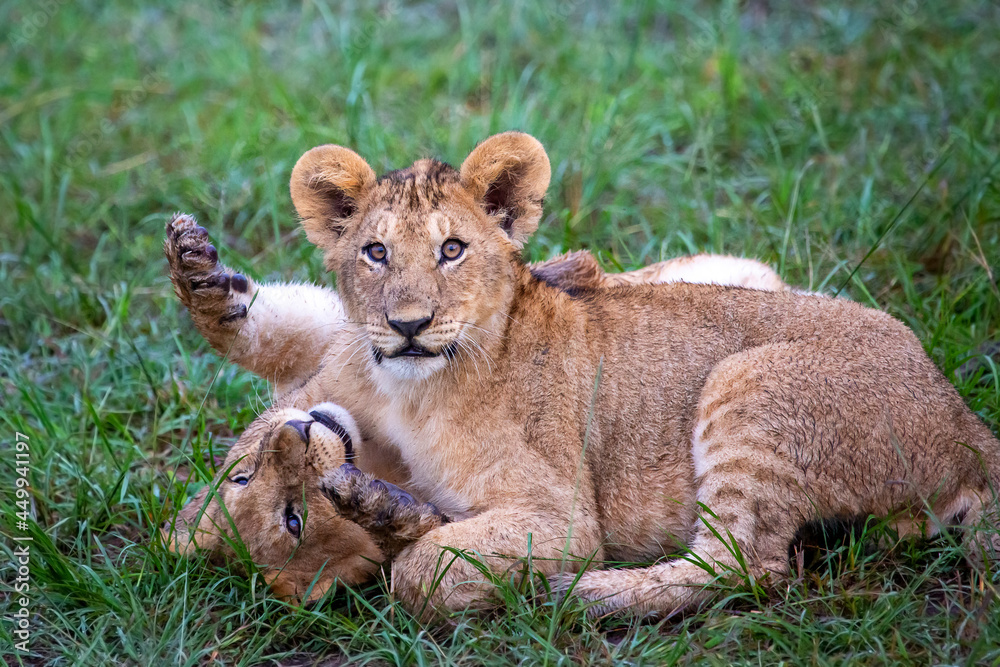Lion cubs playing with each other in Maasai Mara, Kenya Lion cubs playing with each other in Maasai Mara, Kenya