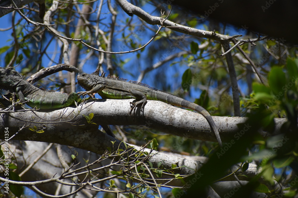 reptile reptile