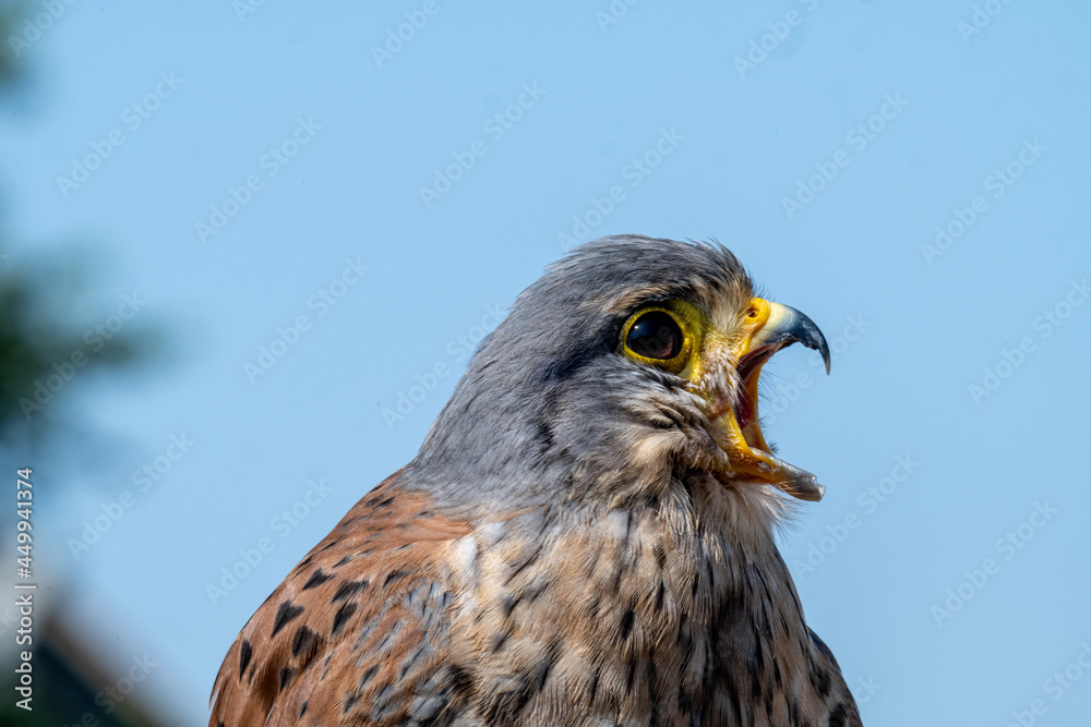 Common Kestrel Common Kestrel