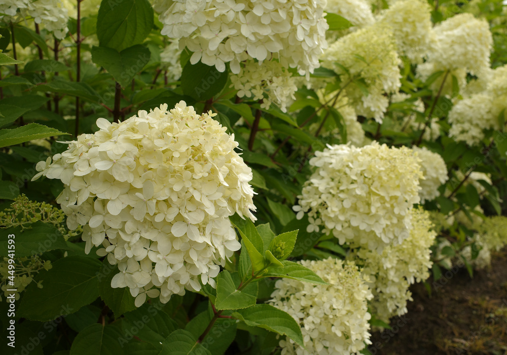 A group of white hydrangea paniculata bushes planted behind each other. They are about one meter high A group of white hydrangea paniculata bushes planted behind each other. They are about one meter high