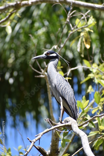 birds
