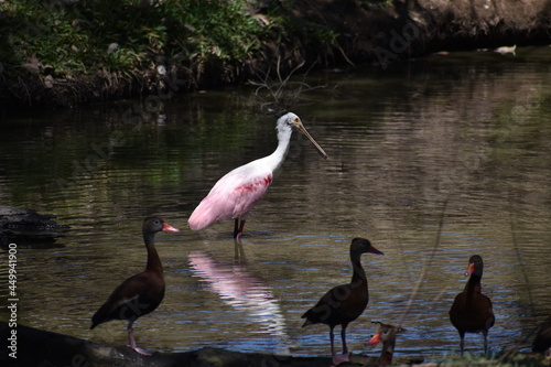 birds