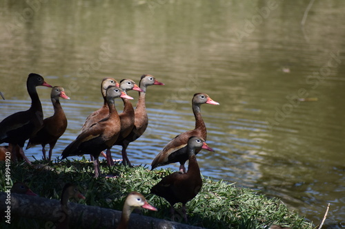 Patos