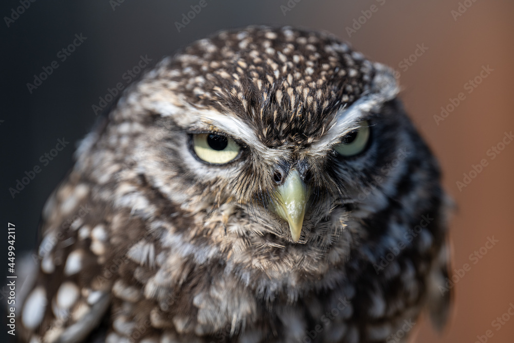 Portrait of a Little Owl Portrait of a Little Owl