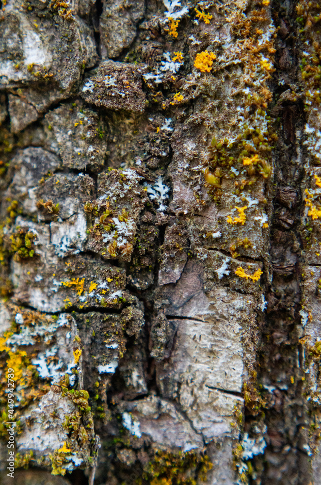 wood texture. texture of old wood. cracked wooden surface wood texture. texture of old wood. cracked wooden surface