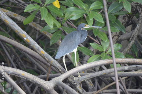 little blue heron 