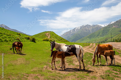 Female horses nursing foals in Kyrgyzstan