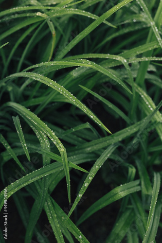 Green leaves of daylily in the morning dew. Low key. Water drops. Nature, minimalism, macro photography.	
