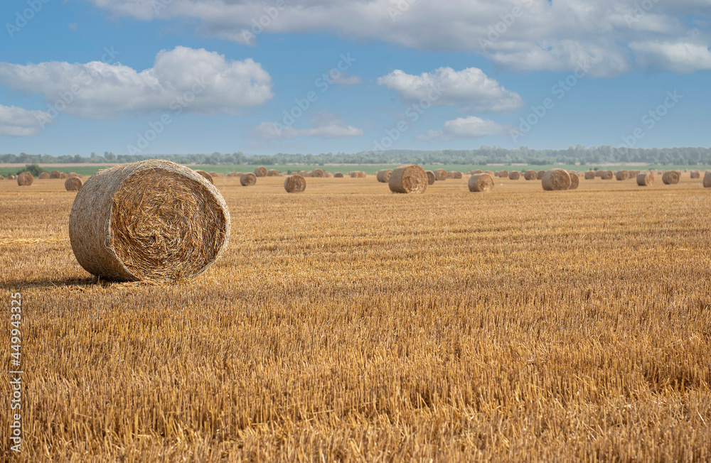 Fototapeta premium Harvested field with straw bales.