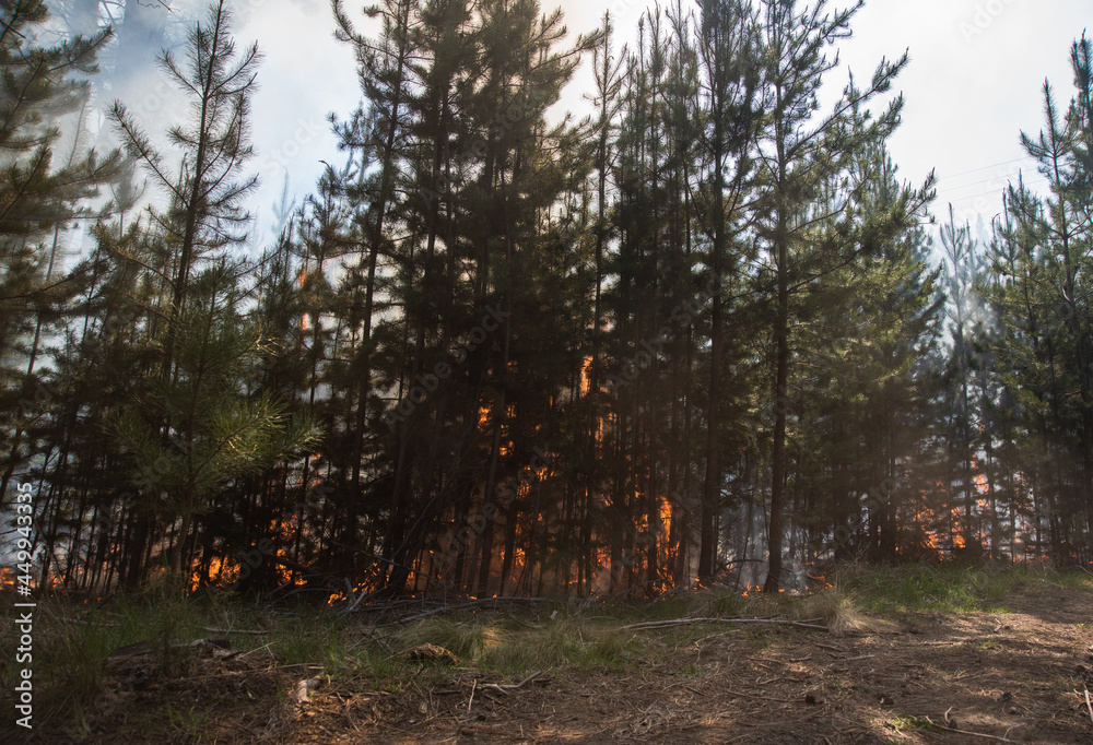 Forest brigade members fight a fire in Argentine Patagonia. Forest brigade members fight a fire in Argentine Patagonia.