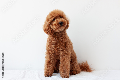 A miniature poodle of red brown color, trimmed in an Asian style, sits on a white background with his head tilted to the side. The concept of grooming dogs
