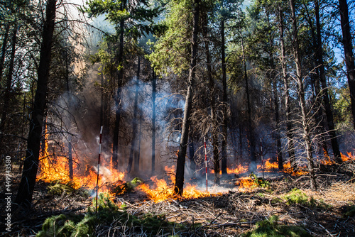 Canvastavla Forest brigade members fight a fire in Argentine Patagonia.