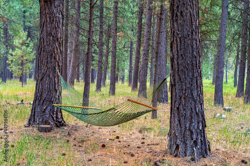 A hammack between two  ponderosa pine trees in a pine forest near Black Butte Ranch and Sisters in central Oregon photo