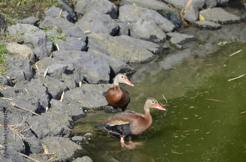 wood duck and duckling 