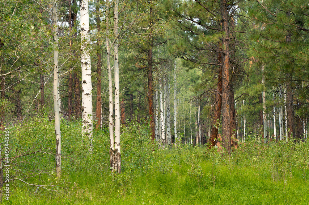 Obraz premium A forest of aspen and ponderosa pine trees near Black Butte Ranch and Sisters in central Oregon