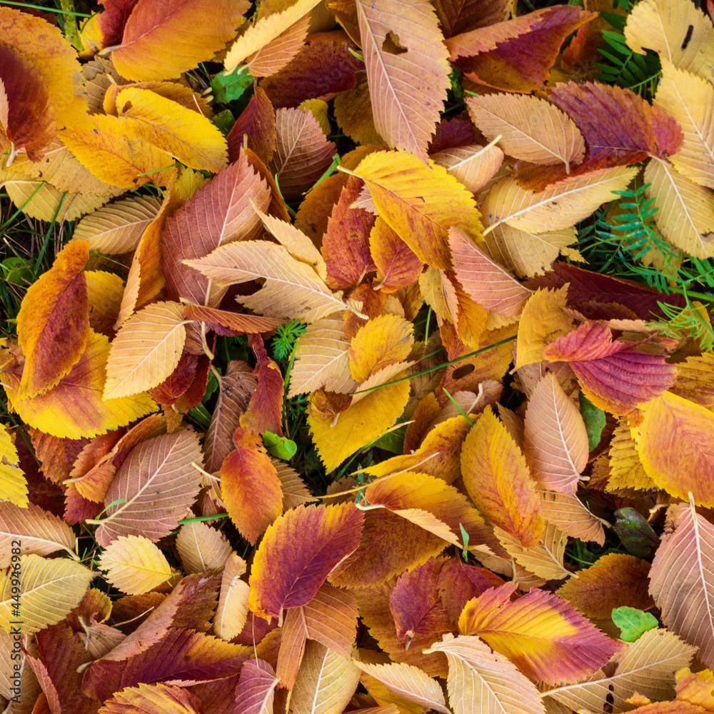 Colorful and bright background made of fallen autumn leaves Colorful and bright background made of fallen autumn leaves