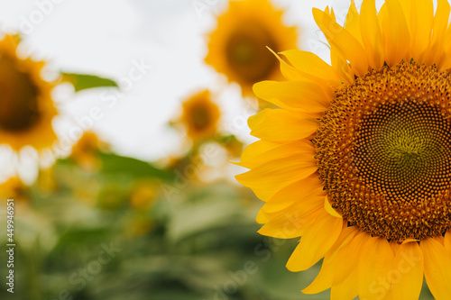 Sunflower blooming  flower natural background. Harvest time agriculture farming oil production.