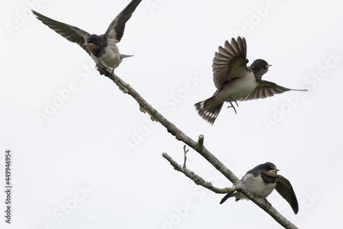 Barn Swallow Hirundo rustica in flight or perched