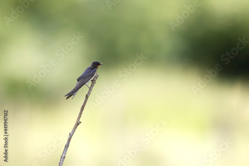 Barn Swallow Hirundo rustica in flight or perched